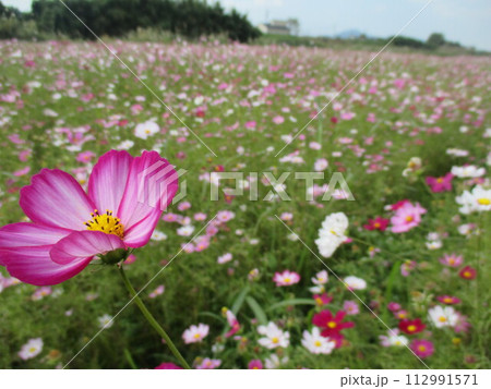 秋の草原に美しく咲く、色鮮やかな鮮やかなコスモスの花 112991571