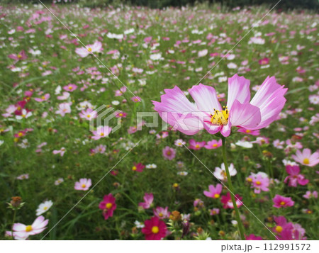 秋の草原に美しく咲く、色鮮やかな鮮やかなコスモスの花 112991572