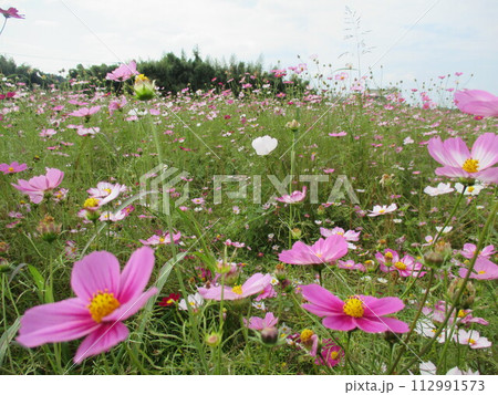 秋の草原に美しく咲く、色鮮やかな鮮やかなコスモスの花 112991573