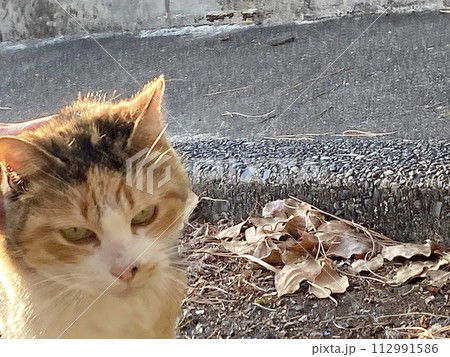 野良猫 凛々しい顔 野良猫 凛々しい顔 112991586