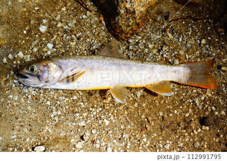 幻の魚　　岩魚 112991795