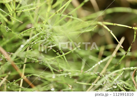 雨粒を纏ったスギナ　厄介な雑草 112991810