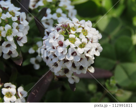開花した白いニワナズナの花 112991811