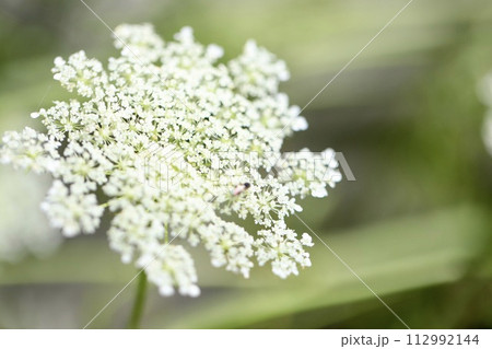 道端に咲いていた小さな白い花 112992144