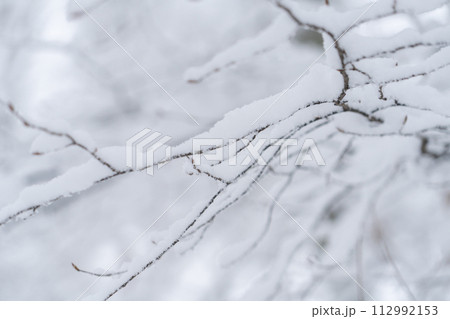 Snow covered trees 112992153