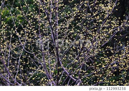 サンシュユ(山茱萸)の花 サンシュユ(山茱萸)の花 112993238