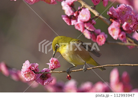 満開の紅梅にメジロさん ( 春イメージ )( これが良いかな )( どれにしようかな ) 満開の紅梅にメジロさん ( 春イメージ )( これが良いかな )( どれにしようかな ) 112993947