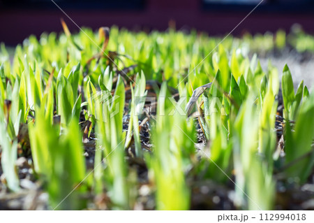 Green small grass sprouts in early spring 112994018
