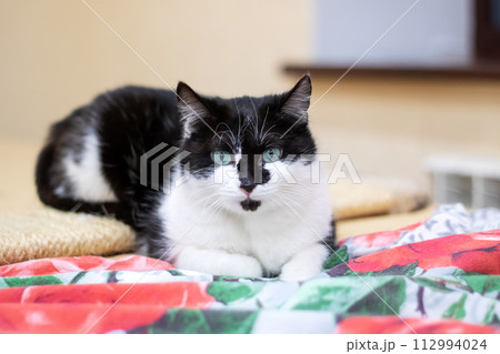 Cheerful black and white cat lying on bed Cheerful black and white cat lying on bed 112994024