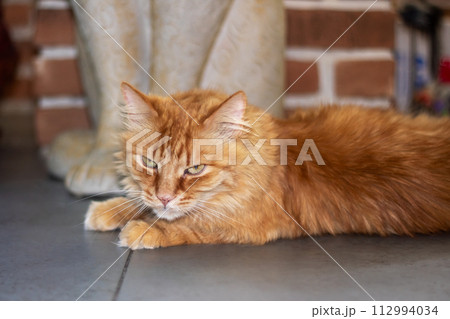 Red fluffy Maine resting at home closeup 112994034