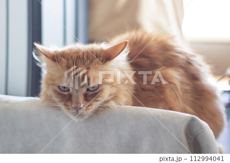 Red fluffy Maine resting at home closeup 112994041