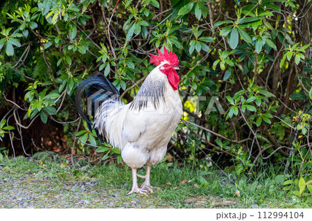 Vivid red crested rooster with white and black feathers set against dense greenery Vivid red crested rooster with white and black feathers set against dense greenery 112994104