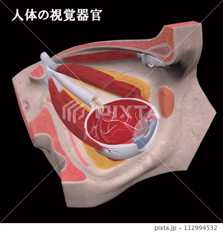 人体の視覚器官 112994532