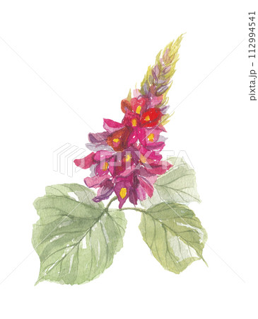 水彩で描いた 葛 花と葉 水彩で描いた 葛 花と葉 112994541