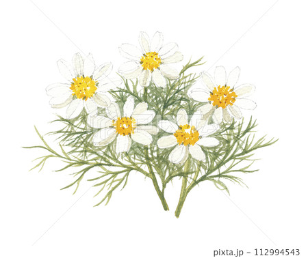 水彩で描いたカモミール カミツレ 水彩で描いたカモミール カミツレ 112994543