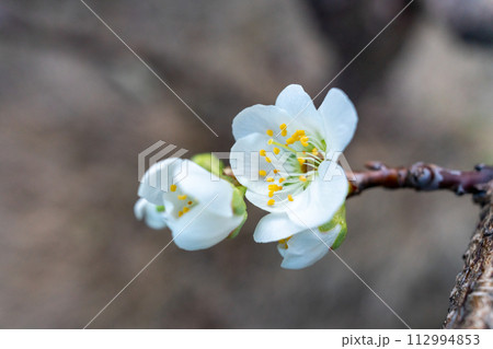 スモモの花 112994853