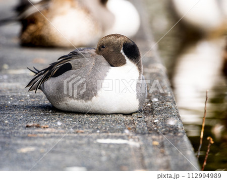 日光浴するオナガガモ 112994989