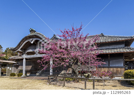 旧鍋島家住宅(鍋島邸)と緋寒桜【長崎県雲仙市】 旧鍋島家住宅(鍋島邸)と緋寒桜【長崎県雲仙市】 112995263