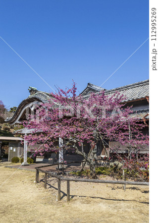 旧鍋島家住宅（鍋島邸）と緋寒桜【長崎県雲仙市】 112995269
