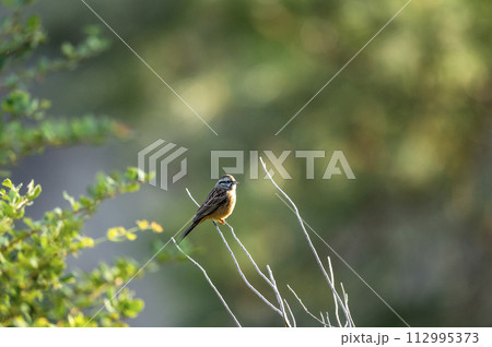 rock bunting or Emberiza cia bird in natural green background in winter season at forest of manila utttarakhand india asia rock bunting or Emberiza cia bird in natural green background in winter season at forest of manila utttarakhand india asia 112995373