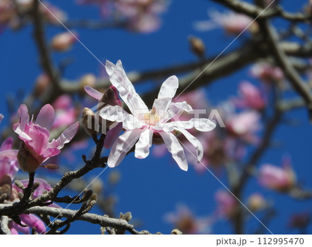 モクレン科の花「シデコブシ」 モクレン科の花「シデコブシ」 112995470