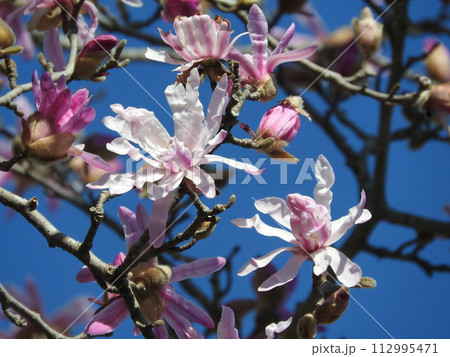 モクレン科の花「シデコブシ」 112995471