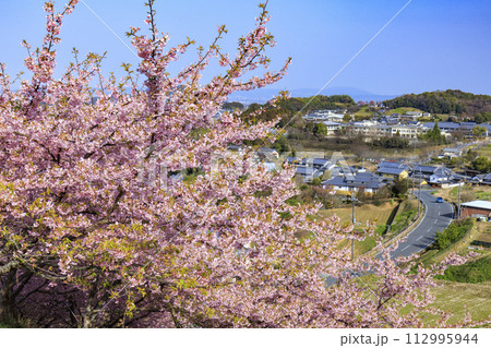 明日香河津桜の丘 明日香河津桜の丘 112995944