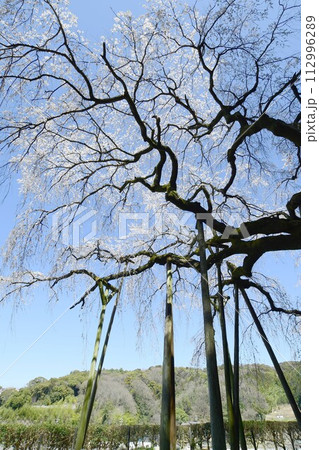奥山田のしだれ桜(愛知県岡崎市) 奥山田のしだれ桜(愛知県岡崎市) 112996289