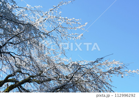 奥山田のしだれ桜(愛知県岡崎市) 112996292