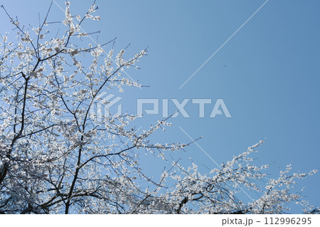 奥山田のしだれ桜(愛知県岡崎市) 奥山田のしだれ桜(愛知県岡崎市) 112996295