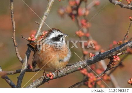 ホオジロ 112996327