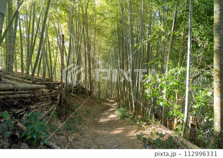 大岩街道の竹林(京都一周トレイル) 大岩街道の竹林(京都一周トレイル) 112996331
