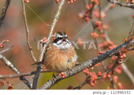 ホオジロ 112996332