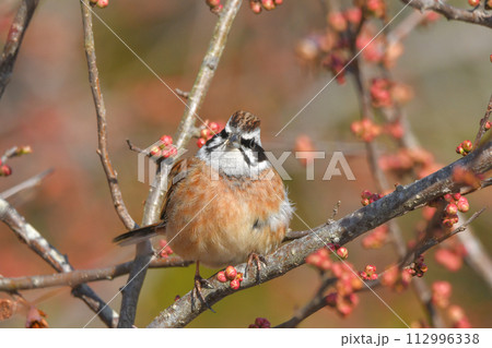 ホオジロ 112996338