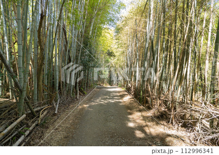 大岩山の竹林(京都一周トレイル) 大岩山の竹林(京都一周トレイル) 112996341