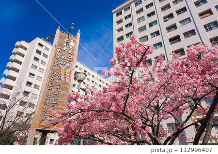 東京都江戸川区 満開の旧中川沿いの河津桜 東京都江戸川区 満開の旧中川沿いの河津桜 112996407