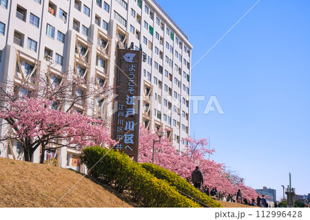 東京都江戸川区 満開の旧中川沿いの河津桜 112996428