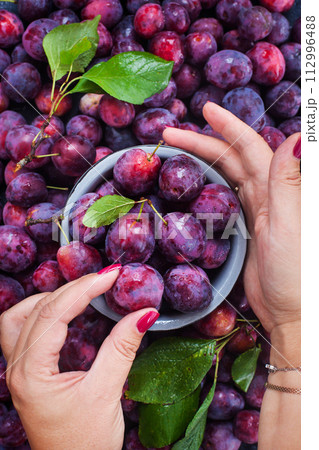 Fresh ripe autumn plums on dark background, enamel bowl in woman`s hand, top view Fresh ripe autumn plums on dark background, enamel bowl in woman`s hand, top view 112996488