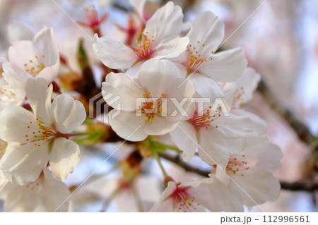 春の日差しを浴びて咲く満開の桜の花びら 112996561
