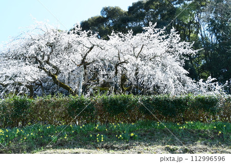 奥山田のしだれ桜(愛知県岡崎市) 奥山田のしだれ桜(愛知県岡崎市) 112996596