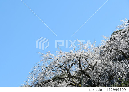 奥山田のしだれ桜(愛知県岡崎市) 112996599