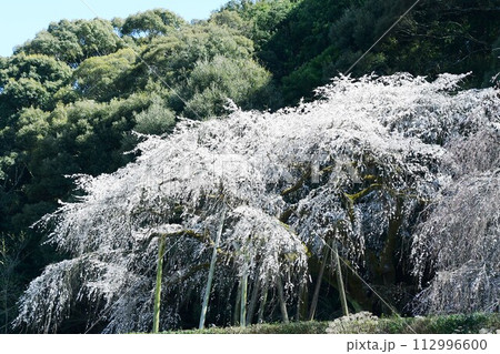 奥山田のしだれ桜(愛知県岡崎市) 112996600