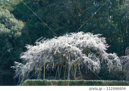 奥山田のしだれ桜(愛知県岡崎市) 奥山田のしだれ桜(愛知県岡崎市) 112996604