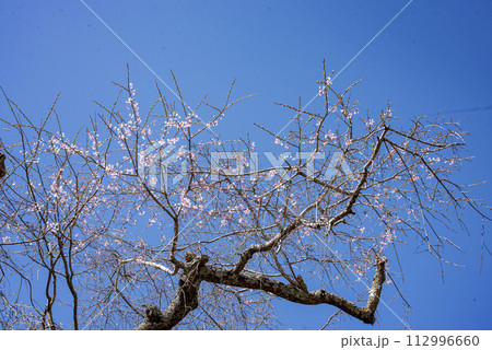 鎌倉243 光則寺16　桜 112996660