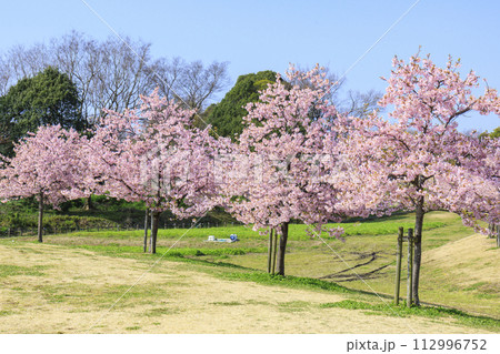 馬見丘陵公園 満開の桜とチューリップ と春の花々 馬見丘陵公園 満開の桜とチューリップ と春の花々 112996752