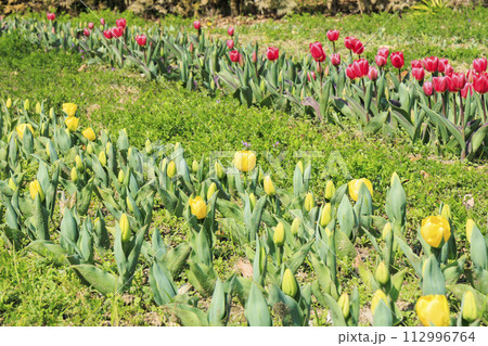 馬見丘陵公園　満開の桜とチューリップ と春の花々 112996764