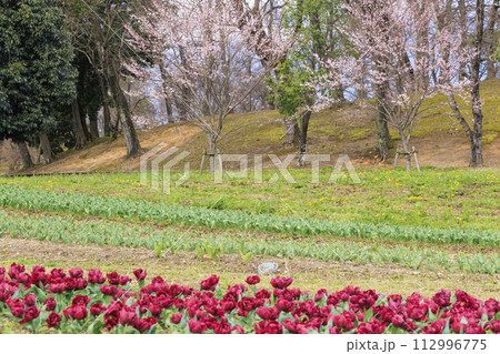 馬見丘陵公園　満開の桜とチューリップ と春の花々 112996775