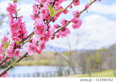 馬見丘陵公園　満開の桜とチューリップ と春の花々 112996782
