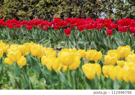 馬見丘陵公園 満開の桜とチューリップ と春の花々 馬見丘陵公園 満開の桜とチューリップ と春の花々 112996798