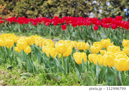 馬見丘陵公園 満開の桜とチューリップ と春の花々 馬見丘陵公園 満開の桜とチューリップ と春の花々 112996799